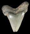 Fossil Angustidens Shark Tooth - Megalodon Ancestor #46846-1